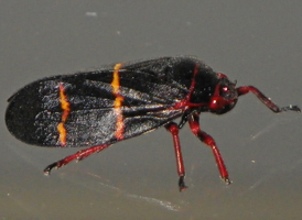 Two-lined Spittlebug Two-lined Spittlebug